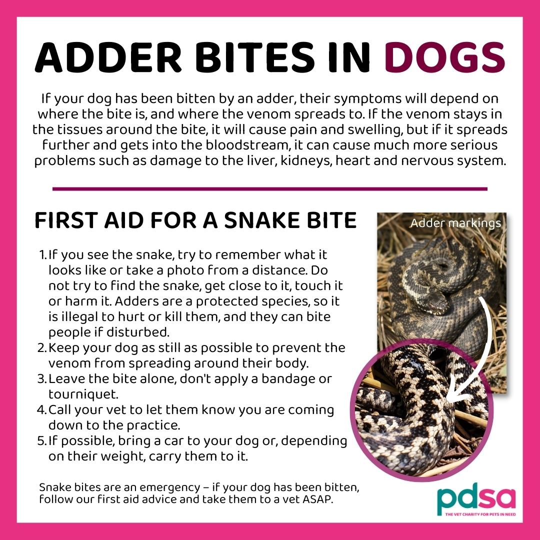 #SnakeBites are rare but could be life-threatening and should be treated by your vet immediately ⏱️ Adders are generally more active in the spring and early summer. Now is the time to look out for them and be aware of what to do if your #Dog is bitten: ⚠️ pdsa.me/U2Uh