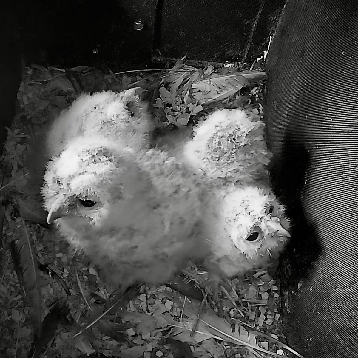 Yep - still 4 then! 💚🦉
#tawnyowl #owlets #nestcam #nature #wildlife @GreenFeathersUK