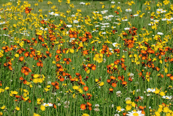 Colorful Wildflowers in a field.

Get it here: jan-luit.pixels.com/featured/color…

#NaturePhotography #PhotographyIsArt #Photography 
#fotografie #Nature #Natuur #AYearForArt #BuyIntoArt 
#GiveArt #Giftidea #WildFlower #FlowersOfTwitter #colorful  #mothersday2024 #MothersDay