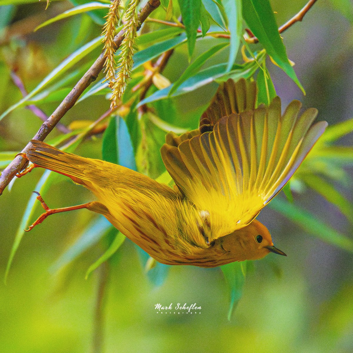 Yellow Warbler in flight, Pool, Central Park, N.Y.C  #birdcpp #TwitterNatureCommunity #birdsofinstagram #britishnatureguide #naturephotography #birdphotography #twitterphotography #wildbirdphotography #nikonphotography #NatureBeauty #nycaudubon 5.03.24