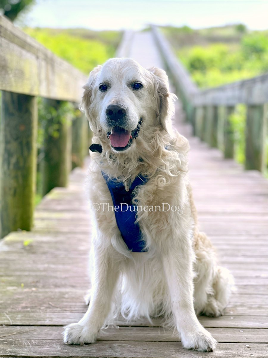 TheDuncanDog's tweet image. My happy place. 

#BeachBoy #aVeryGoodBoy #GoldenRetriever #TheDuncanDog #WeekendSmiles