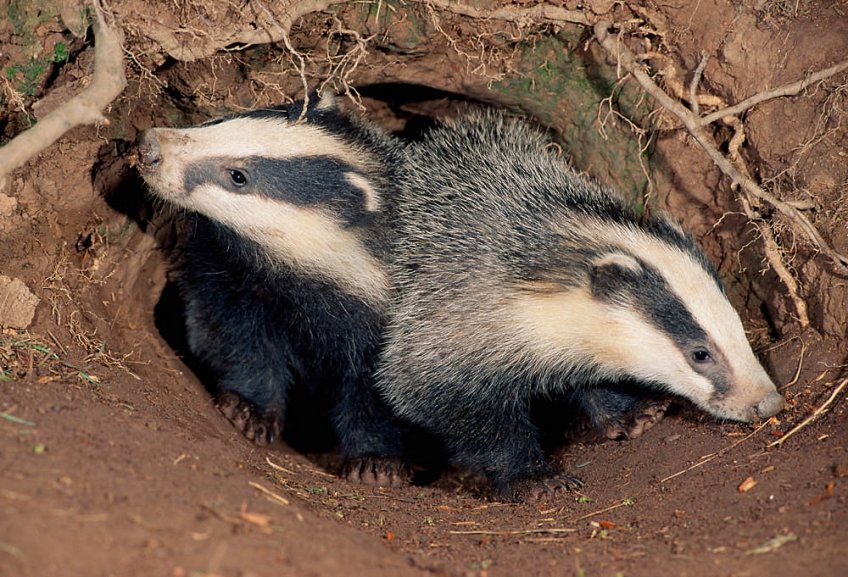 Action to prevent the continuing authorised slaughter of Badgers in the UK. secure.avaaz.org/campaign/en/st… @Avaaz