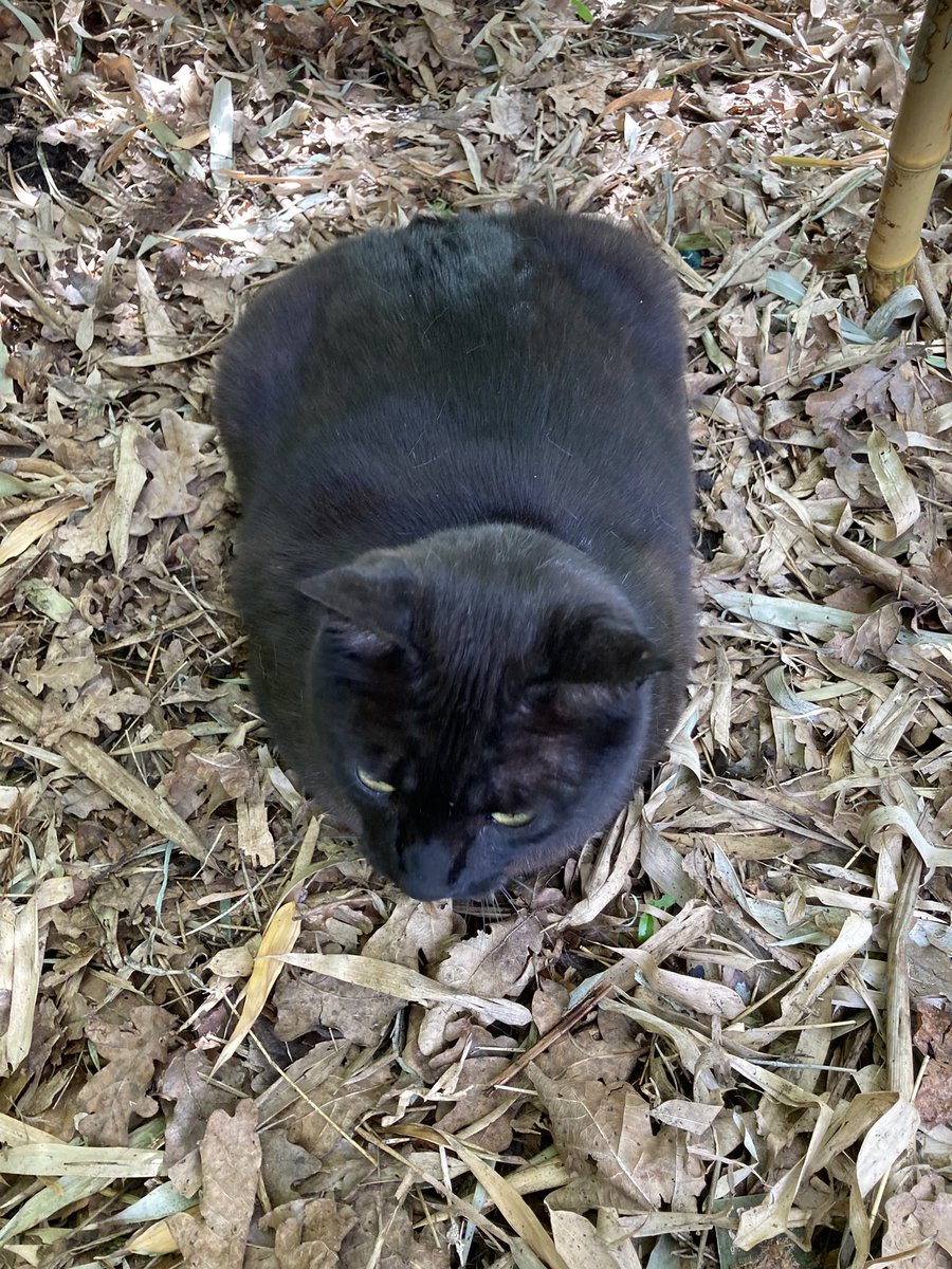 Crouching tiger, loafing panther.