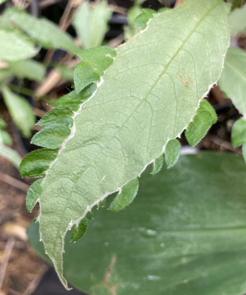 Leucosceptrum japonicum ‘Gin Sankou Nakafu’ detail of leaf.