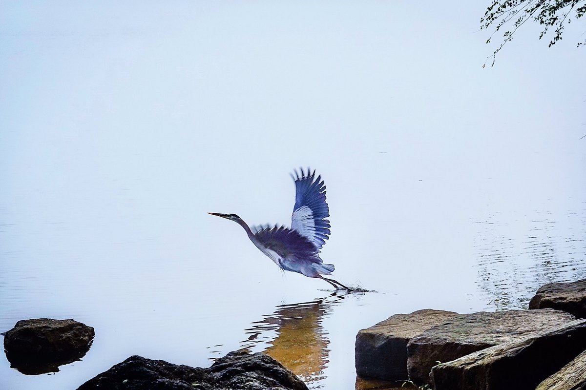 Foggy Flight (Blue Heron on the Black Warrior River in Tuscaloosa) —D. Potts #naturephotography