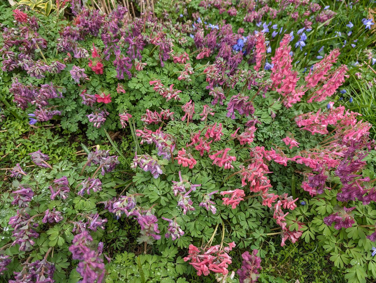 Corydalis solida....available in a variety of shades.