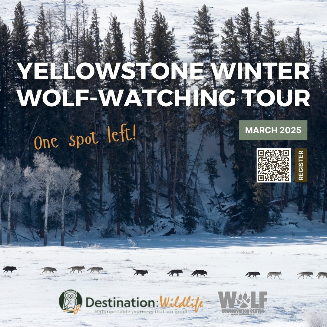 ONE SPOT LEFT! Support the WCC + join Destination: Wildlife for a 7-day, small-group adventure in Yellowstone's famous Lamar Valley in March 2025! Priority registration was given to Wolf Pass members - the trip is limited to 6 people. Register now ➡️ nywolf.org/yellowstone-wi…