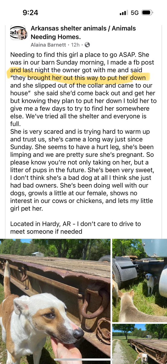 “They brought her out this way to put her down” a la #KristiNoemIsAMonster style. Happens every day here in #Arkansas #animalcruelty where there is no humane animal control & folks shoot healthy dogs with no consequences #arpx