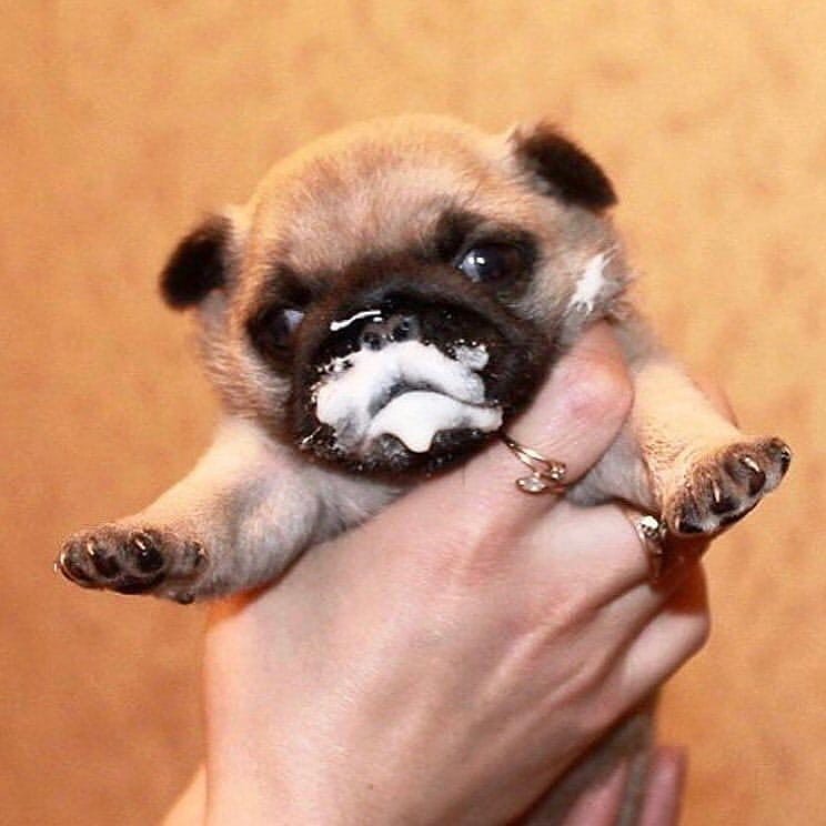 PugLulu131913's tweet image. #pugstyle #blackpug #puggod #pugbasement #pugpuppies #pugmob #pugsarethebest #lovemypug #instapug #pug #lovepug #pugclub #pugs #anotherpug #mopsesh