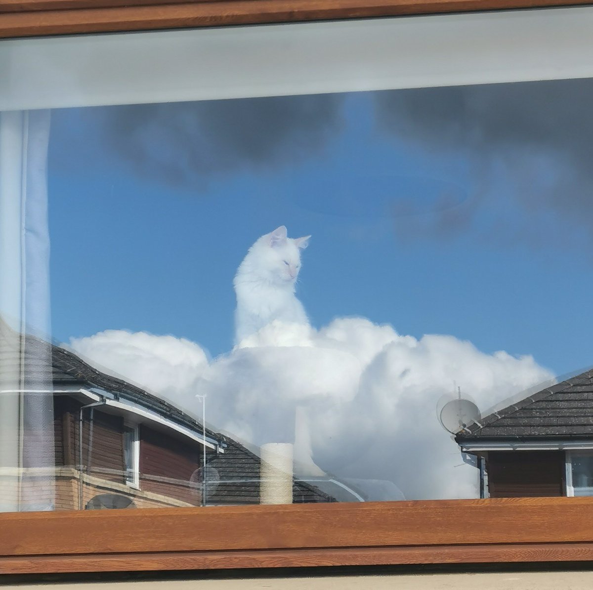 Took a pic of the cat lookin out the window and accidentally turned him into some sort of god.