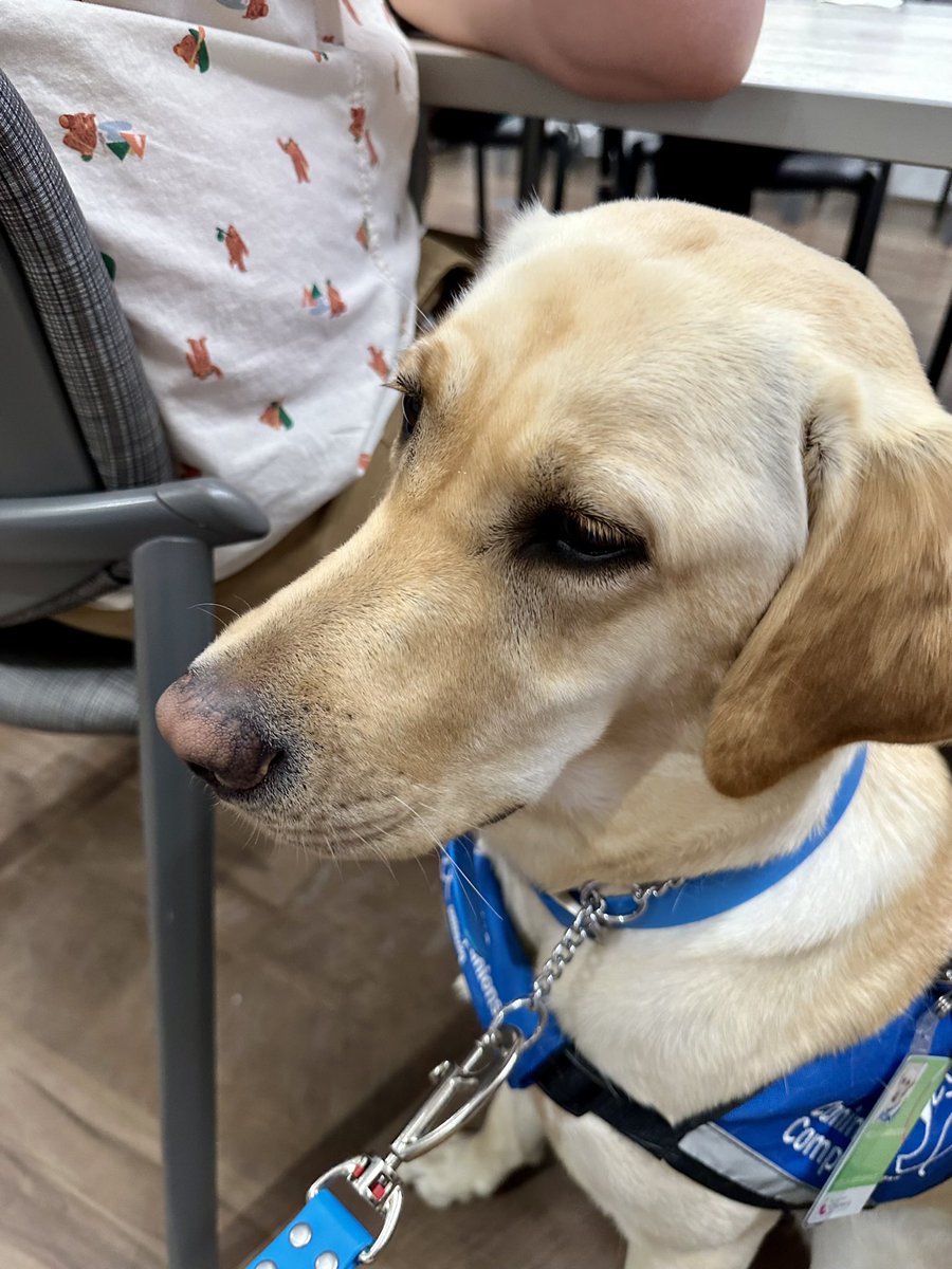 The noble Hadley, @ChildrensCBDI facility dog @CincyChildrens Oncology patient conference yesterday!  Part of total #cancercare She contributes many insights… #ChildhoodCancer #AYACancer