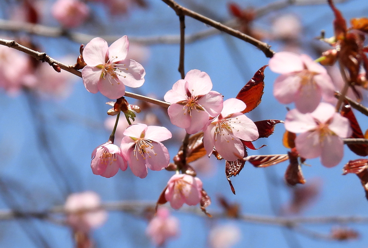#チミケップ に桜前線がやって来た～👏

なので花見をして来ました🤣

#津別町　#エゾヤマザクラ　#トトロ　#めめたん