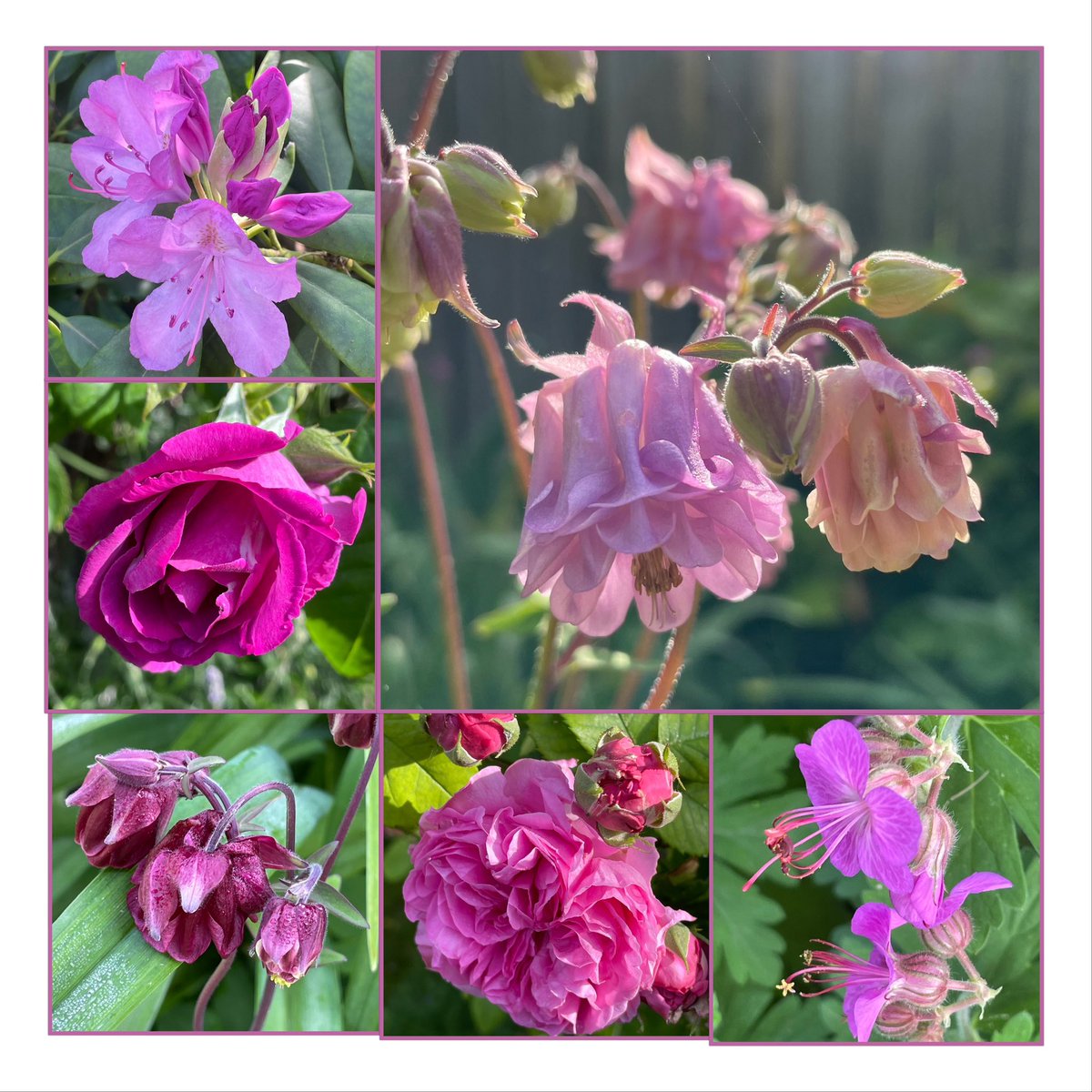 Today’s #SixOnSaturday with a little morning dew on a beautiful sunny day. The first roses are in bloom, as is the rhododendron, joined by columbines and cranesbill. I wish you all a wonderful weekend!🥀🌞