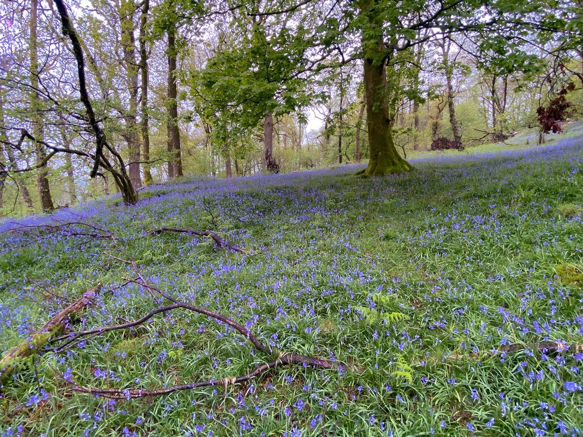 It’s a dark, damp day in Coniston, but on the positive side, the bluebells are just about at their peak 😊