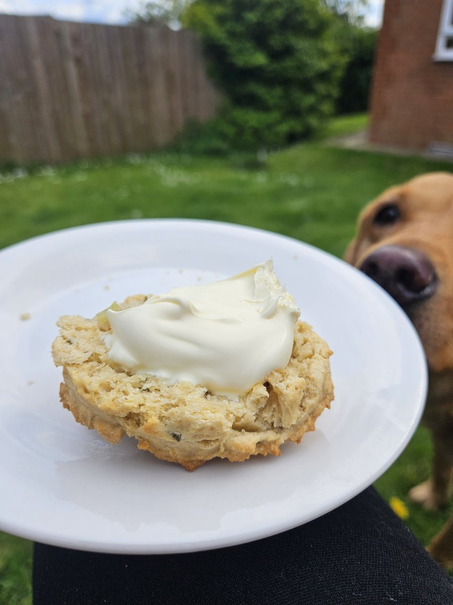 Well, @nationaltrust, you really are master of scones. Rhubarb and rosemary. Who knew?! Couldn't decide what to have with these until a friend suggested a pot of dipping custard 😅 (she also suggested lamb shank, not so sure that would work. Another fine recipe, thank you 😋❤️