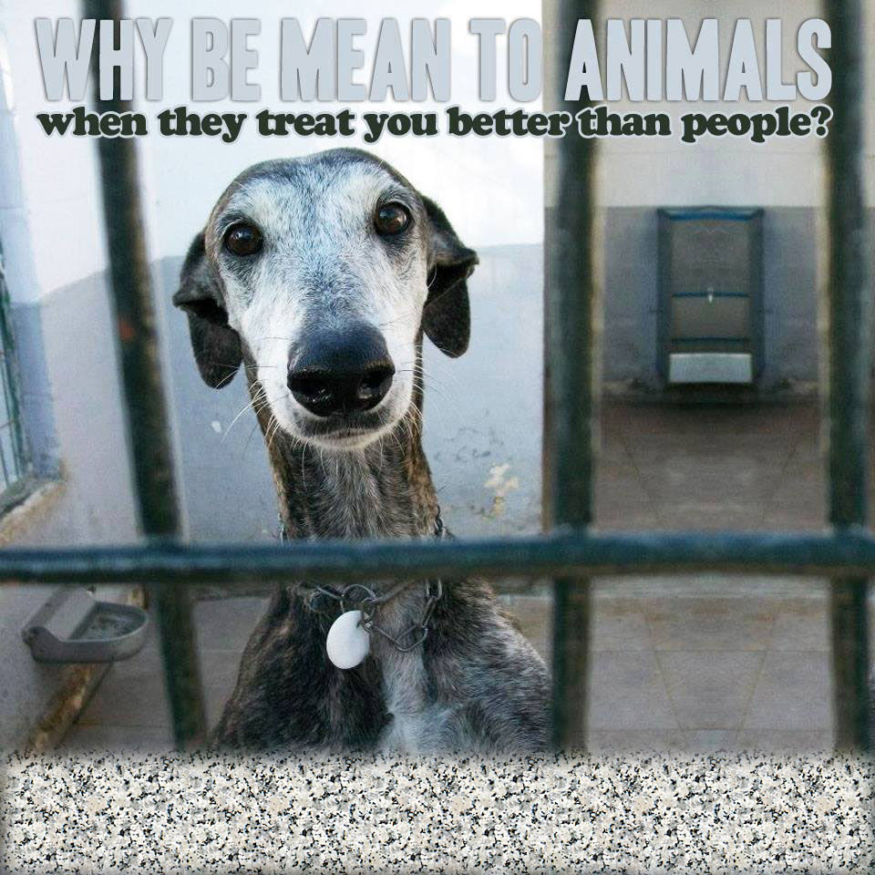 No animals should have to suffer this way, and no dog is expendable simply for the #pleasure of watching #spectators.
Mark Ruskell, Scottish Greens
#BanGreyhoundRacing #UnboundTheGreyhound #CutTheChase
theferret.scot/more-than-300-…