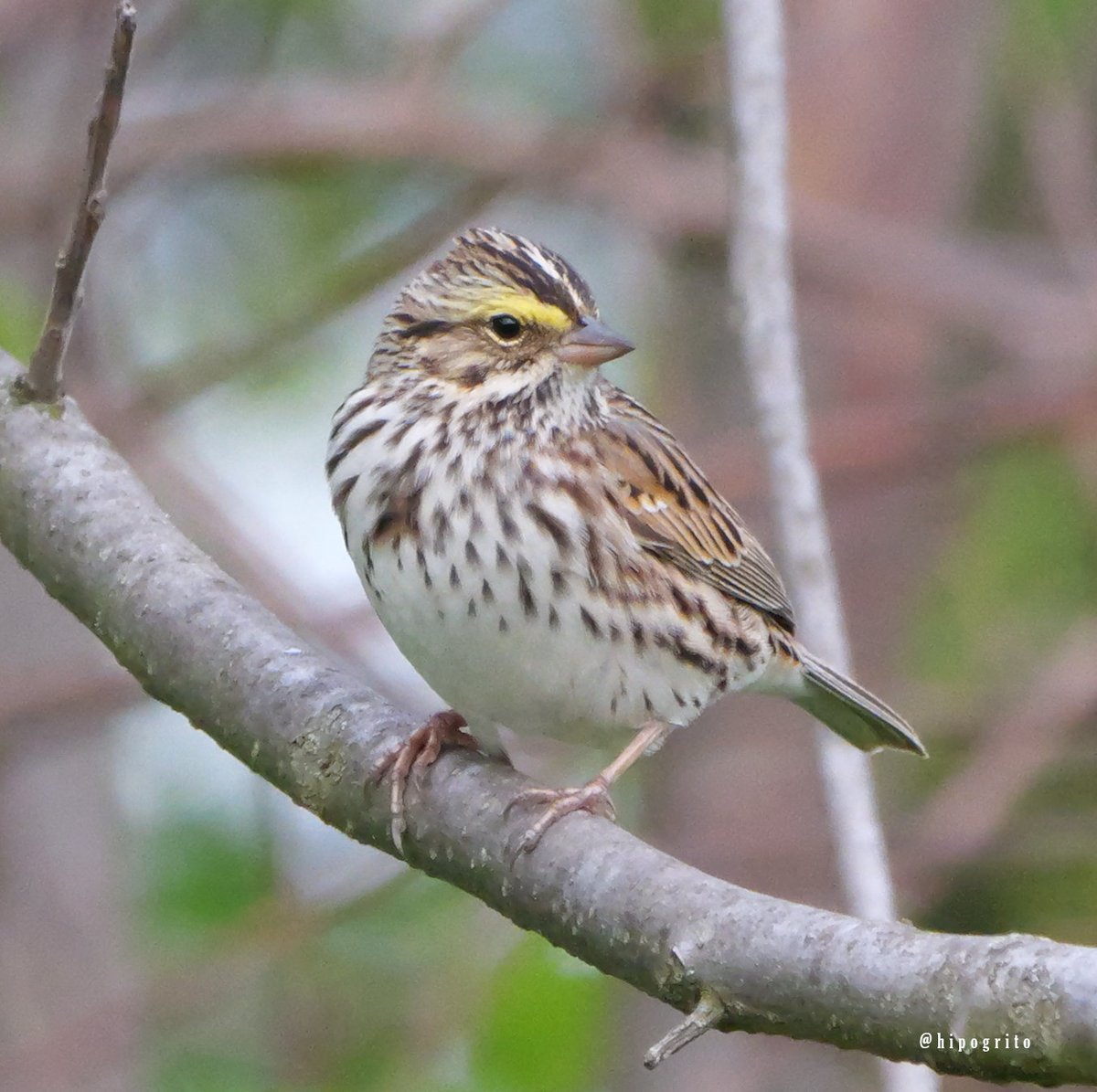 Savannah Sparrow
Long Island, NY

#birding #birdwatching