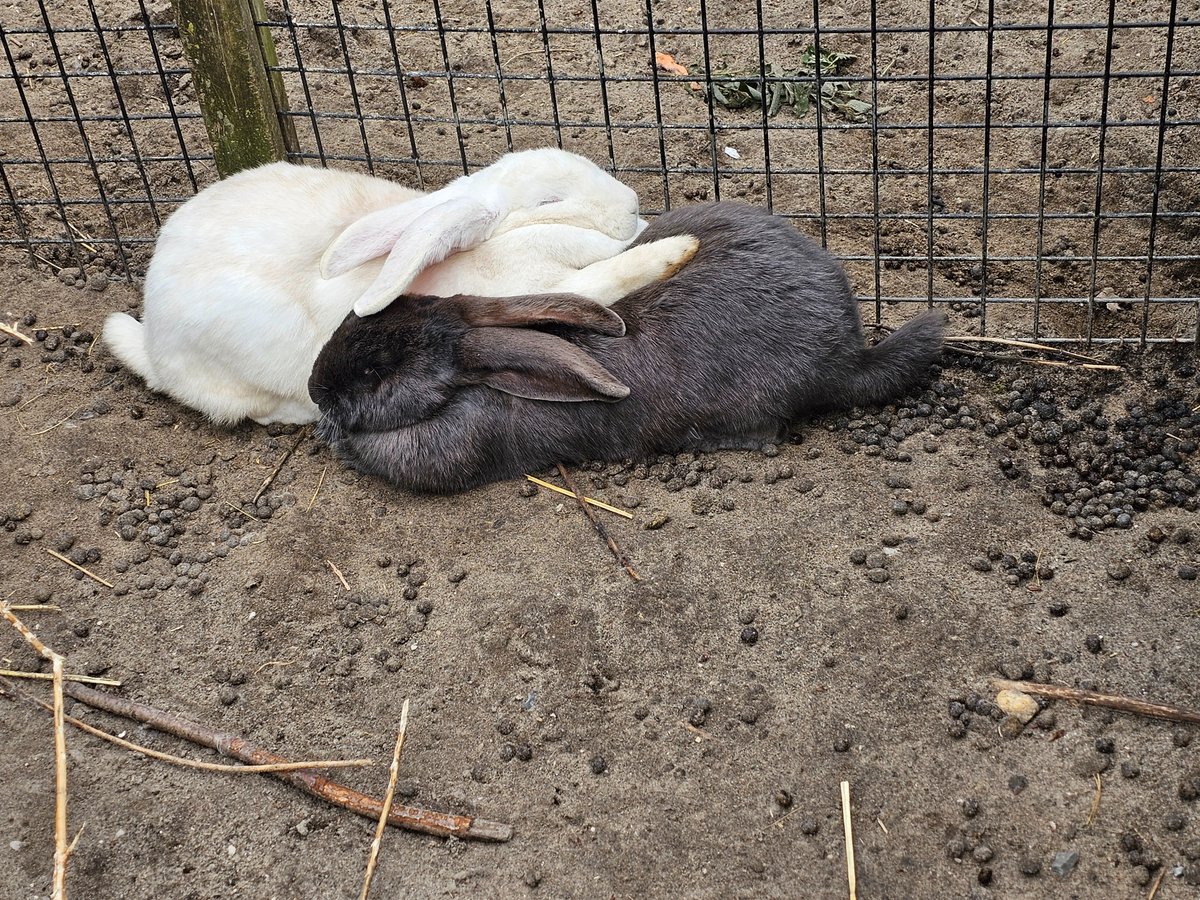 aBitofBat's tweet image. Wij stonden kei blij in de rij voor de kinderboederij. 🥳
Veel gewandeld, gezien en genoten.
Beweging en buitenlucht is zo slecht nog niet. En super veel baby diertjes 💕