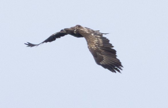 Spotted WTE G542 from the house here on the north coast of Scotland last week, one of 12 birds released/fledged from the Isle of Wight in 2021. 41 days before my sighting she had been recorded on the outskirts of Reading. Had also been in Caithness during the summer of 2022