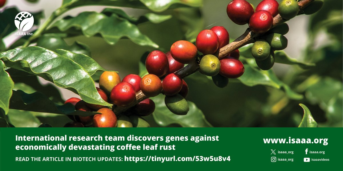 An international team of researchers co-led by NTU Singapore has made a breakthrough to help protect Arabica plants against the fungal disease #coffeeleafrust. Read details in #BiotechUpdates: tinyurl.com/53w5u8v4