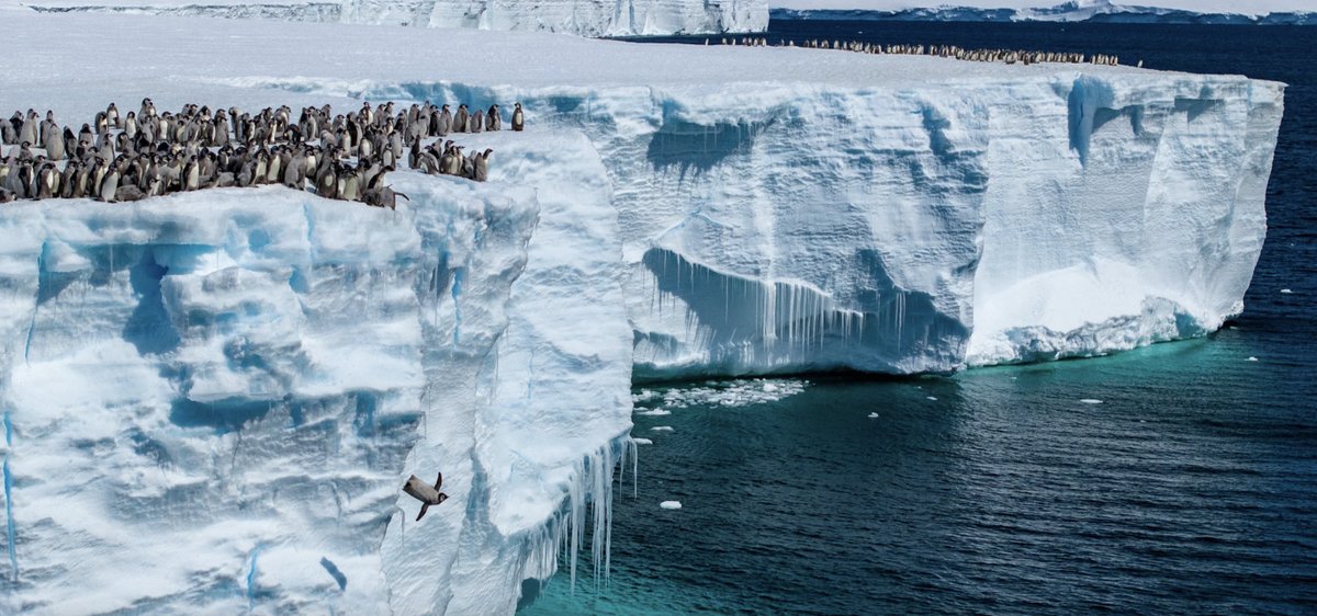 'Fledging emperor penguin chicks (A. forsteri) have been filmed leaping into the ocean from the top of a 15 m high cliff at the edge of the Ekström ice shelf in Antarctica.'
#NaturePhotograhpy
⏯️Credit & Copyright
Bertie Gregory
1-nature.com/immersive/d415…
2-nationalgeographic.com/animals/photog…