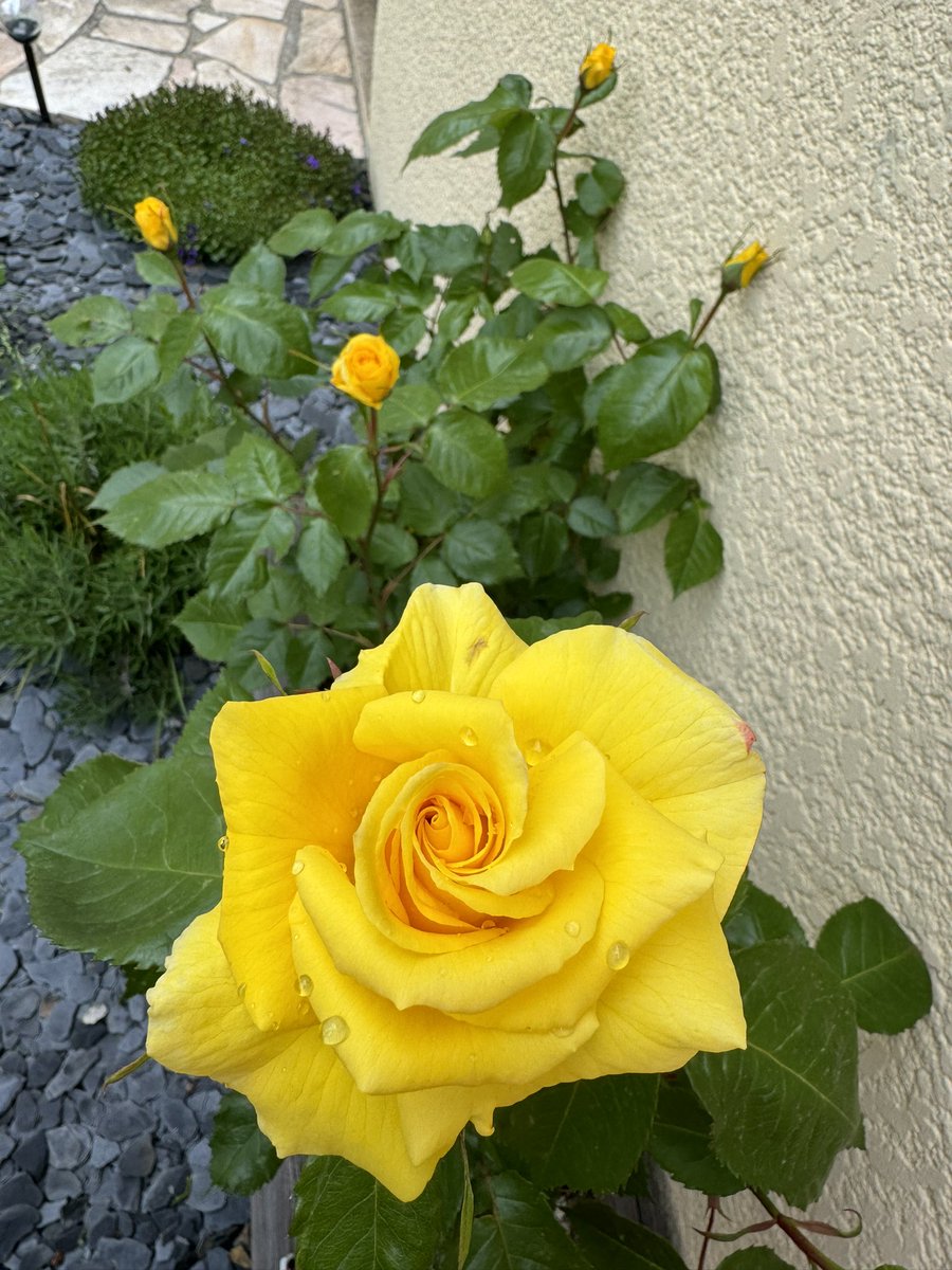 La rose jaune. Ma préférée sachant que je ne suis pas fan de cette fleur. Mais ce jaune soleil et cette odeur m’envoûtent systématiquement.
Symbole de l’amitié, de l’allégresse, du pardon ou de la trahison chacun y trouvera son compte.
#lesfillesdelaCS #fragtw #50nuancesdejaune