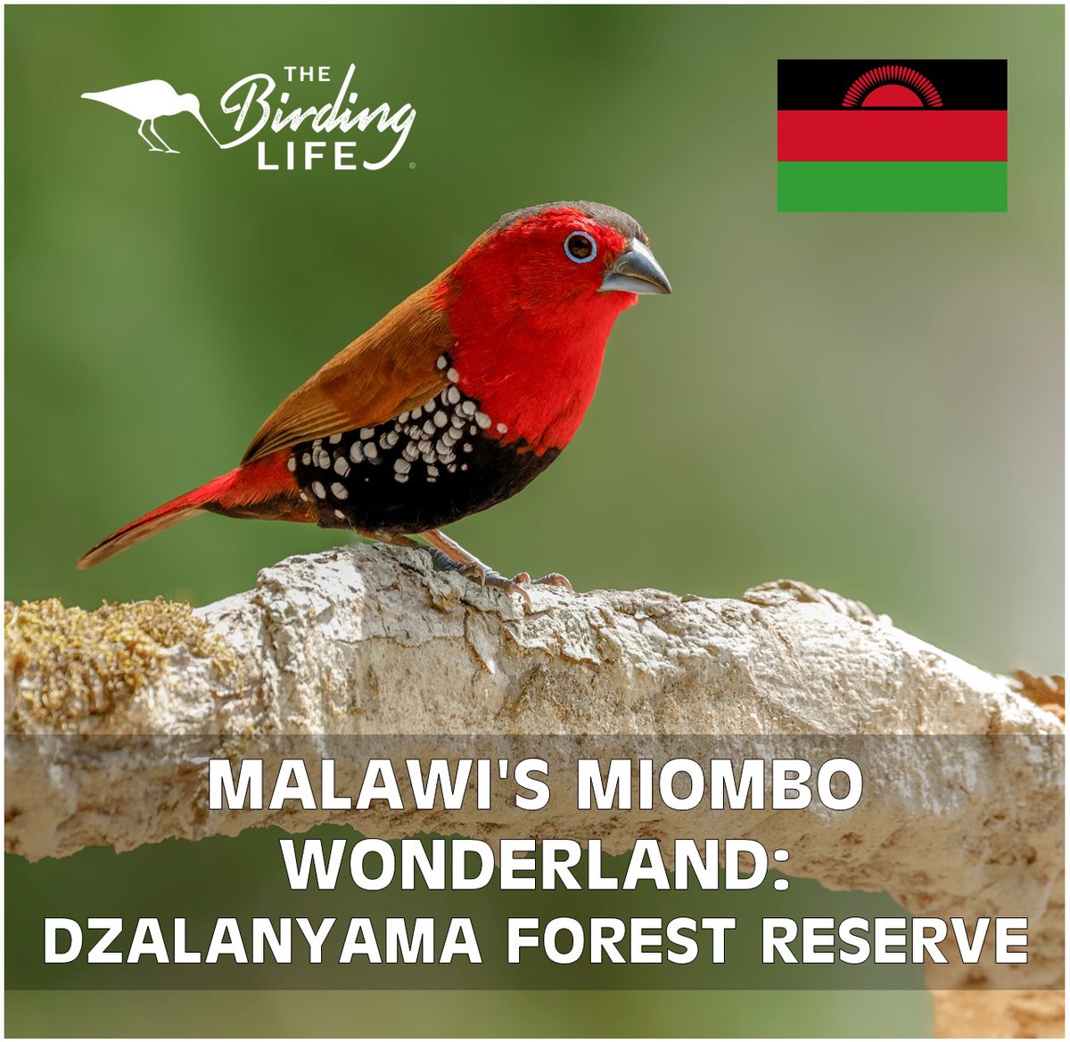 🌳 Dzalanyama Forest Reserve is said to be one of the best Miombo birding destinations in the world. 🇲🇼 Read about our visit to this Malawian reserve to find out if it lives up to the hype 🔗 bit.ly/DzalanyamaFore…  #DzalanyamaForest #Miombo #Malawi #TravelMalawi #ExploreAfrica