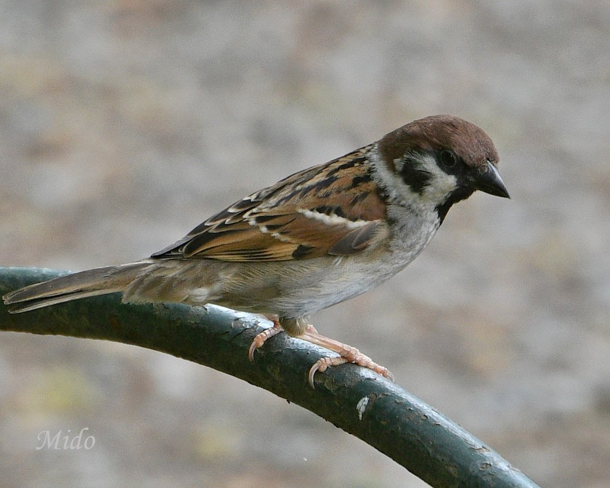 Eurasian Tree Sparrow #birds #birdphotography #birdtonic #birdtwitter #wildlife #wildlifephotography #Tokyo #Japan