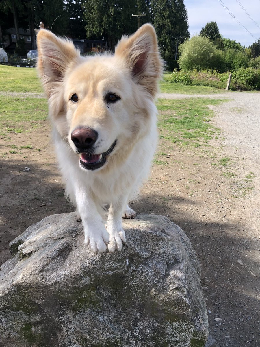 On my walk to the doggy park. Mu Auntie took me today cause my mom go stuck working. I ate some grass at a different rock but then found my favourite rock so I could be a rockstar