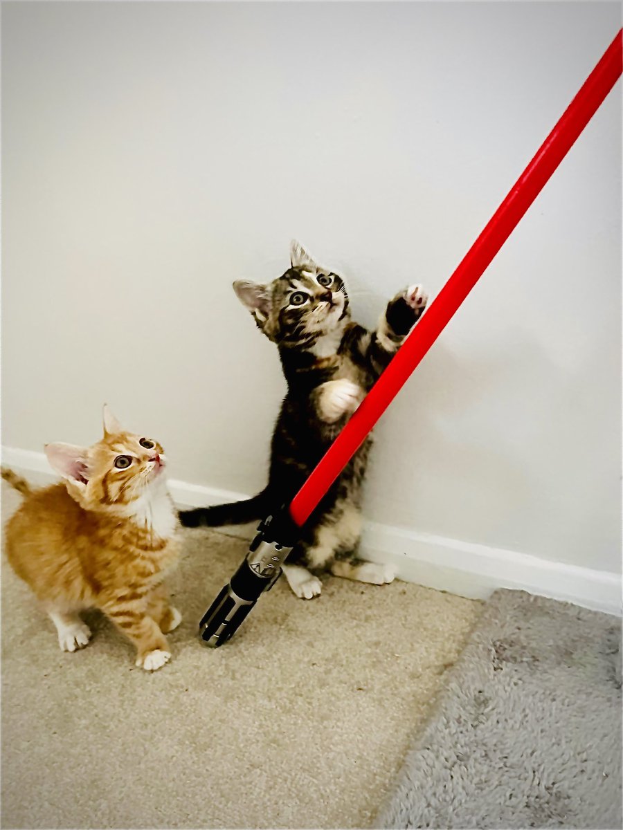 ✨MAY THE 4th BE WITH YOU ✨ Purrincess Leia and her mini jedis are amongst the many cats and kittens in our care. Could you spare the price of a pint of Blue Bantha milk? If so we would really appreciate it 💫💫 paypal.com/gb/fundraiser/… #maythe4thbewithyou #StarWars