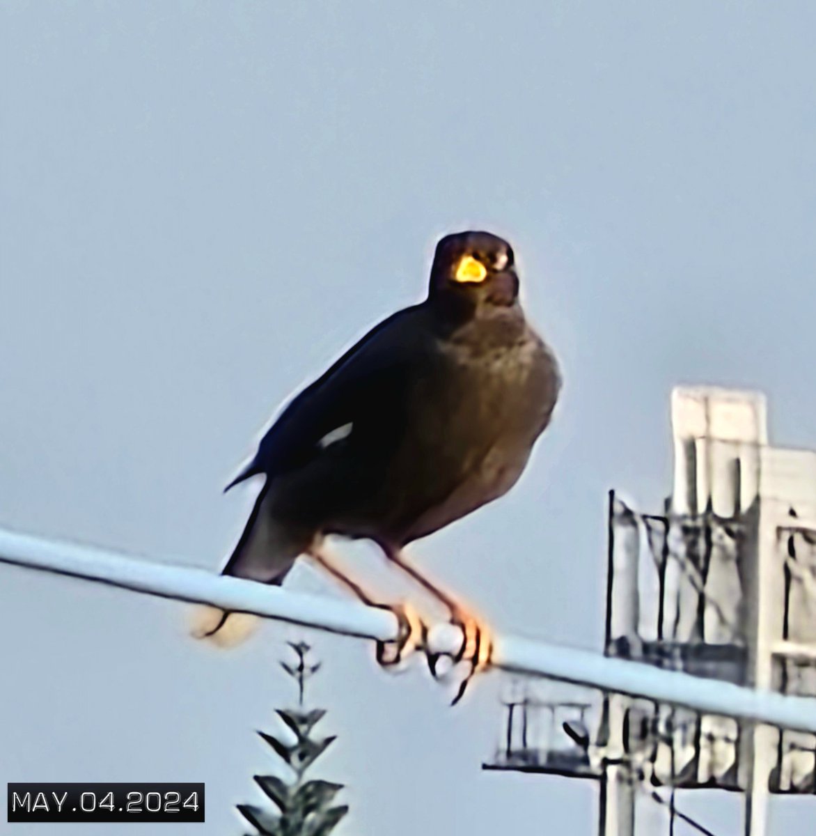 這手機竟然可以打鳥呀，好酷呀！雖然還是有點糊啦... #birds #samsunggalaxys24ultra #my365