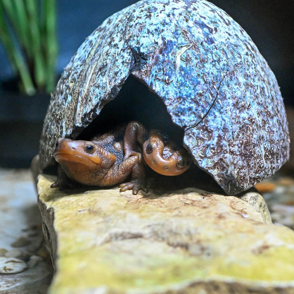 'Ope - let me just sneak right past ya.' - Emperor newts probably. #DYK newts are also salamanders? #Newts are the term given to the group of salamanders that mainly live their life on land. Emperor newts are usually land-dwellers, but will enter waterways in order to breed.