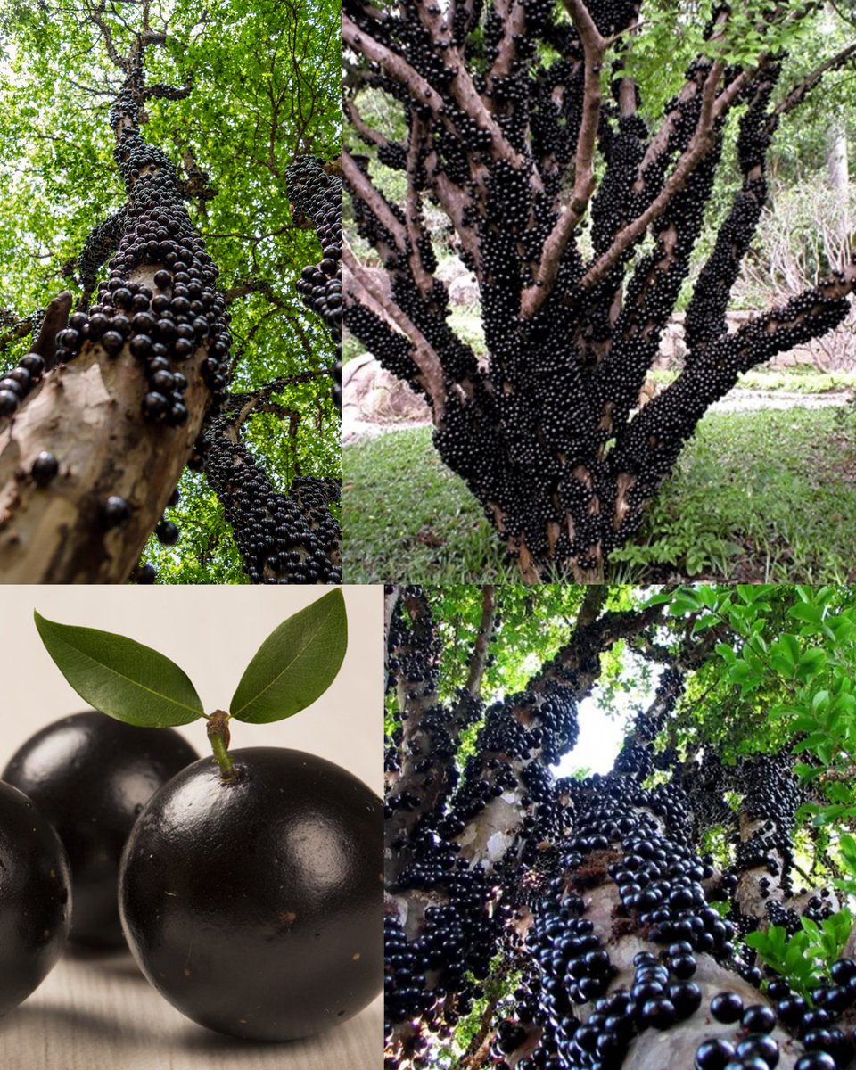 @gunsnrosesgirl3 The Jabuticaba fruit, also known as Brazilian grape tree, is native to Brazil and can be found in other parts of South America. It is a small, round fruit that grows directly on the tree's trunk, making it unique and visually appealing. The fruit is about the size of a grape,…