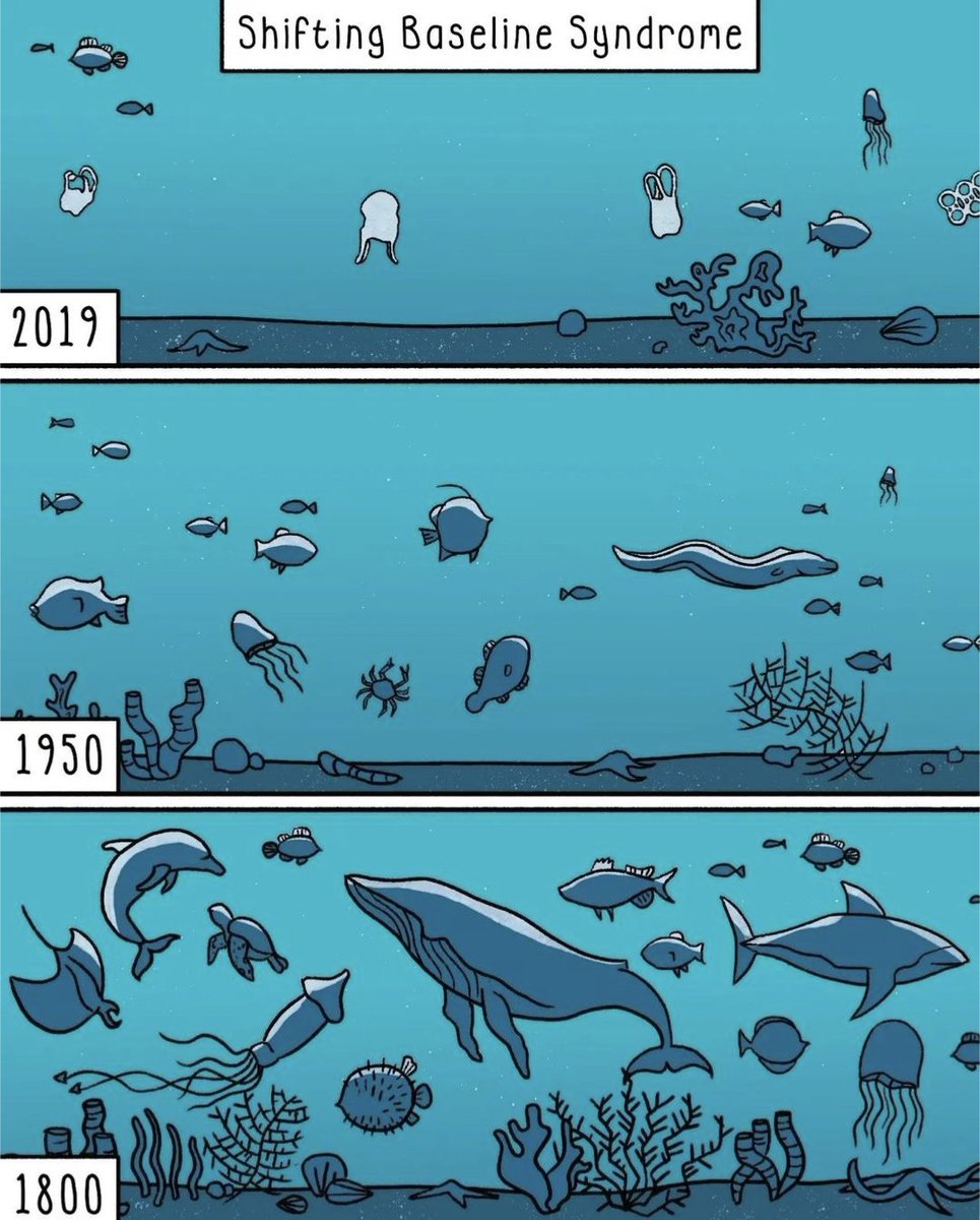 Most people suffer from #ShiftingBaselineSyndrome and don't really notice how nature is disappearing before their eyes.

This, combined with our hustle culture, consumerism + ego cultivation, leads to a complete lack of understanding that intact nature is the basis of all life.