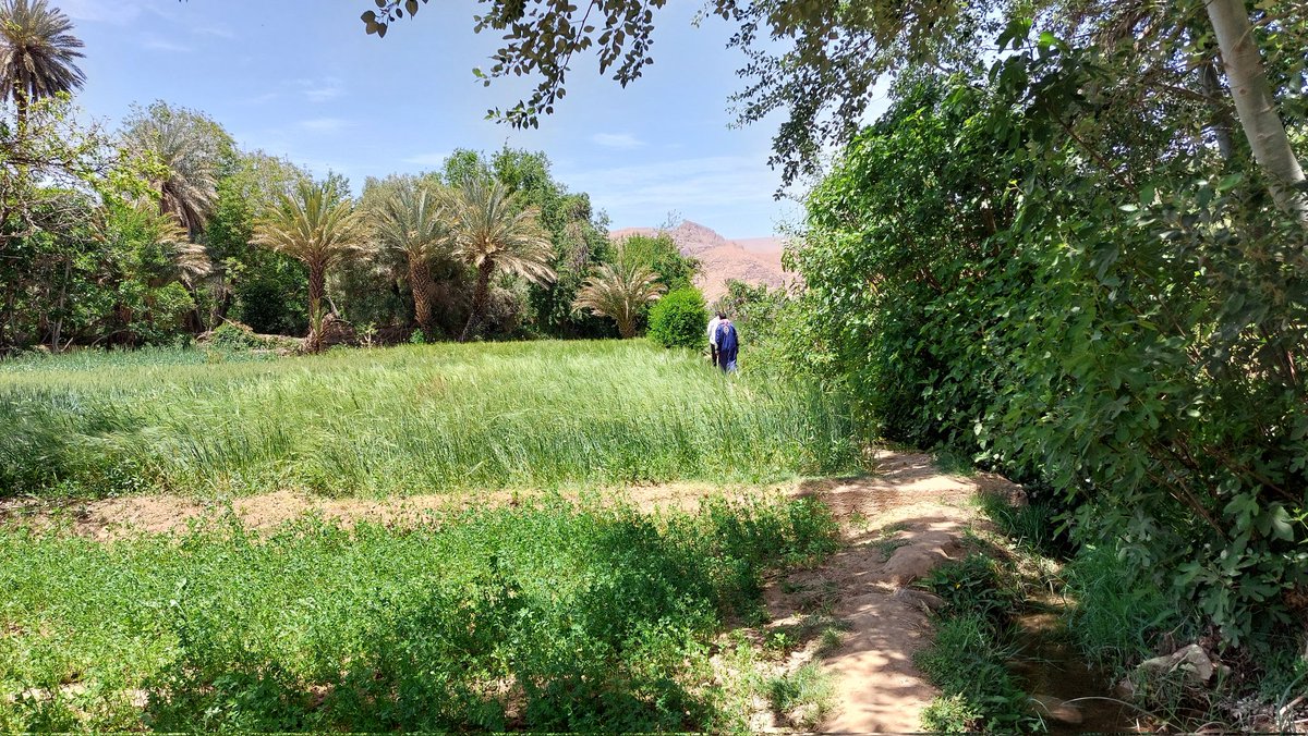 Urban palm oasis in Tinghir/Morocco - The most complex #Agroforestry system I have seen. It comprises 3 cultivation layers: 
- Date palms
- Tree crops (pomegranate, fig, quince, mulberry etc)
- Annual crops (alfalfa, barley, wheat etc). 
All based on ancient irrigation practices.