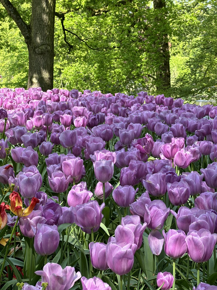 This place felt like a fairytale 🥹🧚🏼‍♀️