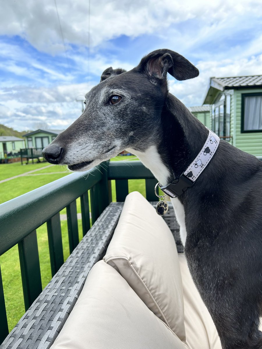 On watch for something to bark at!