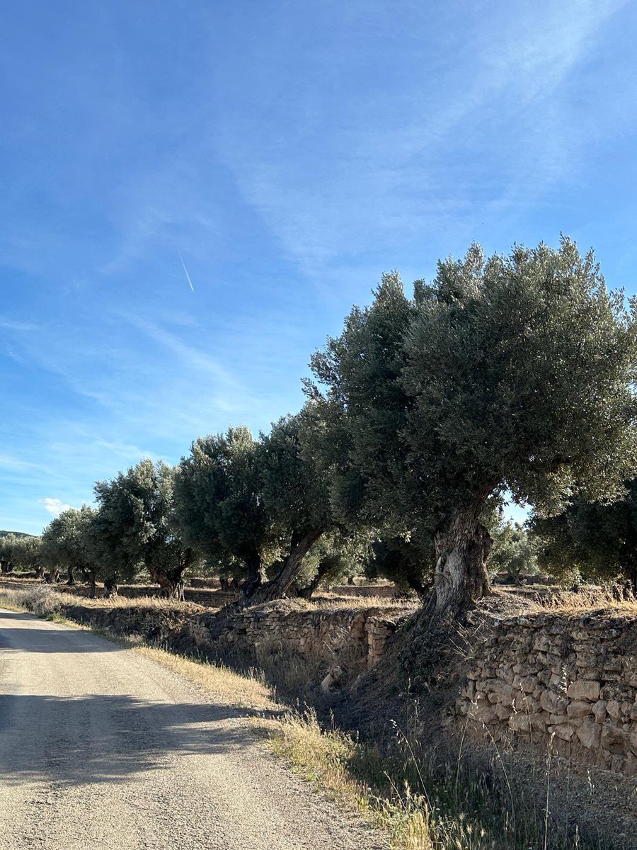 A wonderful way to enjoy the olive trees. Magnificent. 😘❤️💚