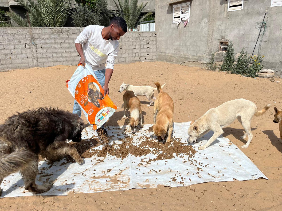 Feeding the dogs in our shelter ❤️🐕 gofundme.com/f/help-the-sul… paypal.com/paypalme/HelpS… animalsaustralia.org/appeal/donate-…