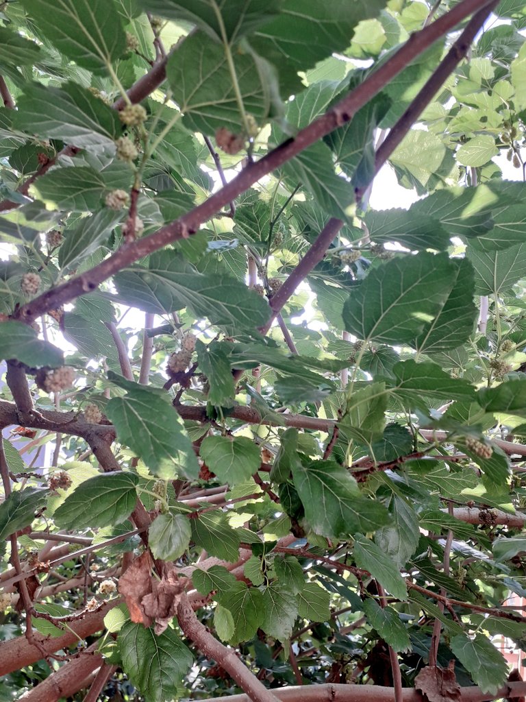 ağaca çıkmayı unuttum sanıyodum onu unutmamışım ama inmeyi unutmuşum (merdiven gerekti
