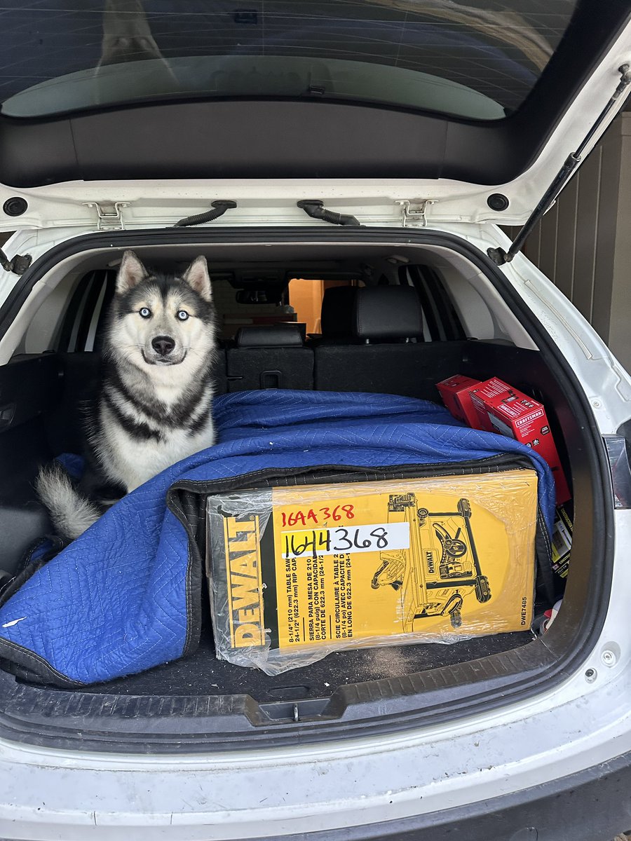 Time to work on some cabin floors with @DEWALTtough dog!