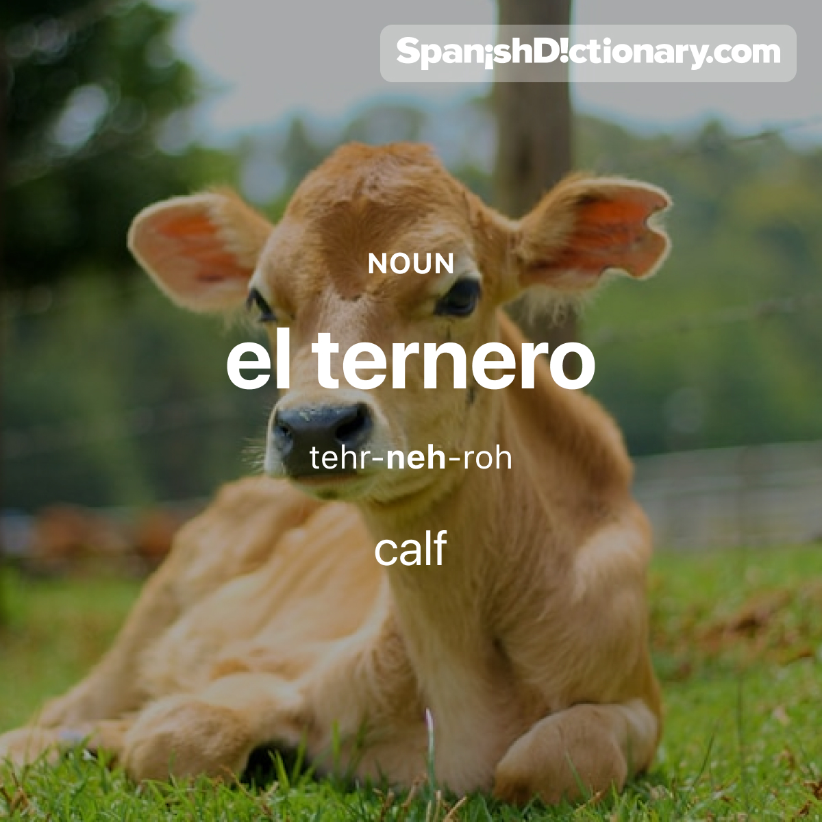 Today's #WordOfTheDay is 'ternero.' 🐄 For example: El ternero pasta en el campo. - The calf grazes in the field.
.
.
.
#EstudiaEspañol #StudySpanish #AprendeEspañol #LearnSpanish #Español #Spanish #LearningSpanish #PalabraDelDia #ternero #calf
