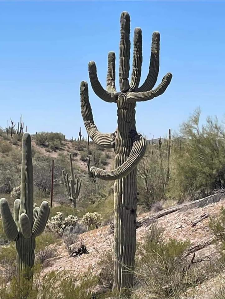 Gladiator of the Sonoran desert, a living Saguaro Kachina