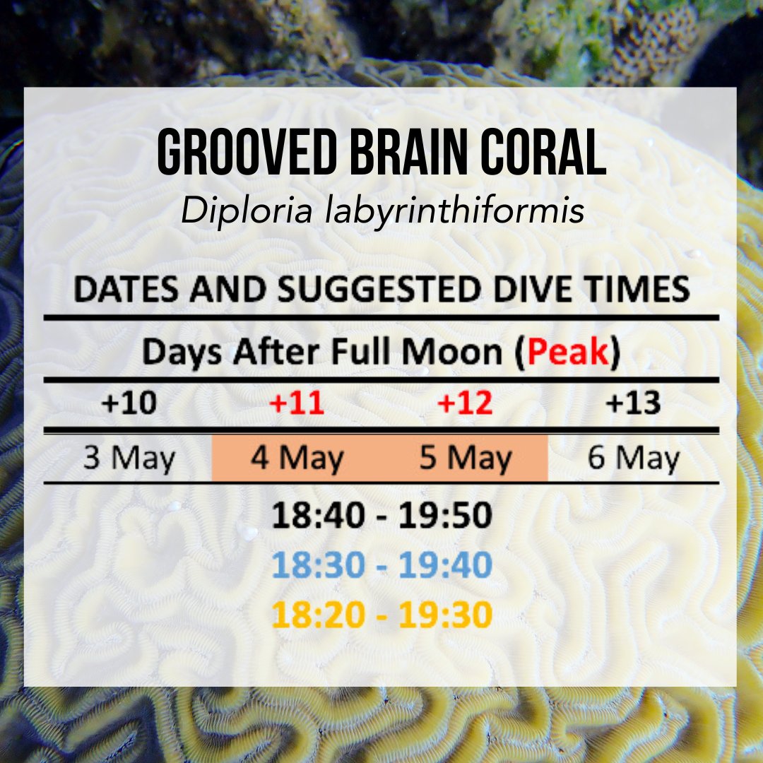 Grooved brain corals may be spawning this weekend! These corals are known to spawn around sunset so an evening dive this weekend may be your chance to witness this special occasion! 
#Corals #CoralSpawning #CoralReefs