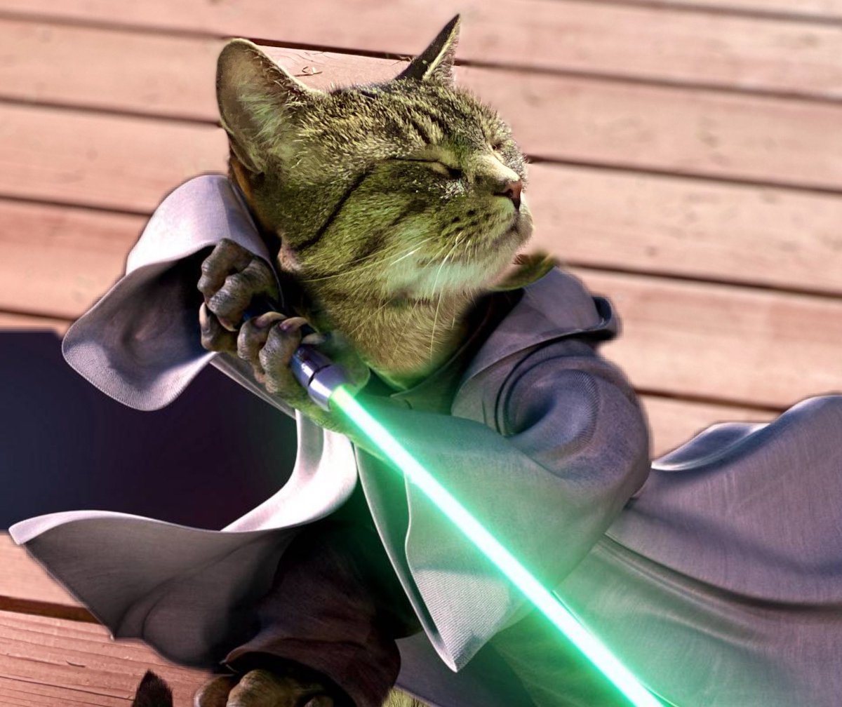 #May4thBeWithYou Meow! ♥️ — Remy #MayThe4th #MayTheForceBeWithYou #MayTheFourthBeWithYou