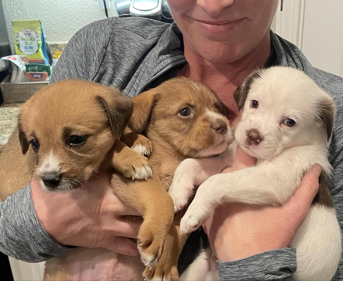 “Dogs are the magicians of the universe.” ― Clarissa Pinkola Estés PAWlease supPAWrt our mission to help with the many #tinybutmighty in our care like these sweeties. ItsieBitsieRescue.org #quotes #adoptdontshop #puppies #ittakesavillage #donationswelcomed #gratitude
