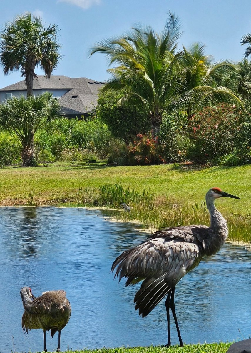 #MrBojangles #NittyGritty #SandhillCranes #FLLife
🦩🩷🦩
youtu.be/e-LVXR6rjXs?si…