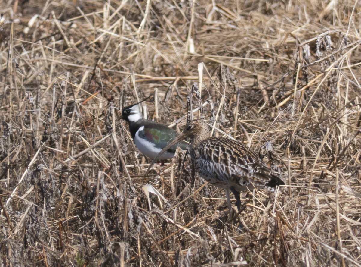 Partners in crime in North Ostrobothnia. Lapwings and curlews are already courting, will they keep going in the incoming frosty weeks, or will they pause? 
We'll see! 

#shorebird #Finland #Ornithology