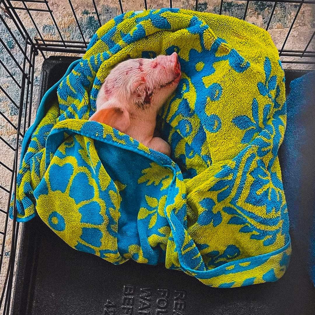 DERVIEMOO's tweet image. She was a jumper, fleeing a transport truck. But her injuries proved too grave, and now she is gone forever.

This. This is the cost of your "ham." End the needless suffering and death. Leave pigs, like Mindy, off your plate, this day and every day.(Project Animal Freedom)😭😭🙏🏼