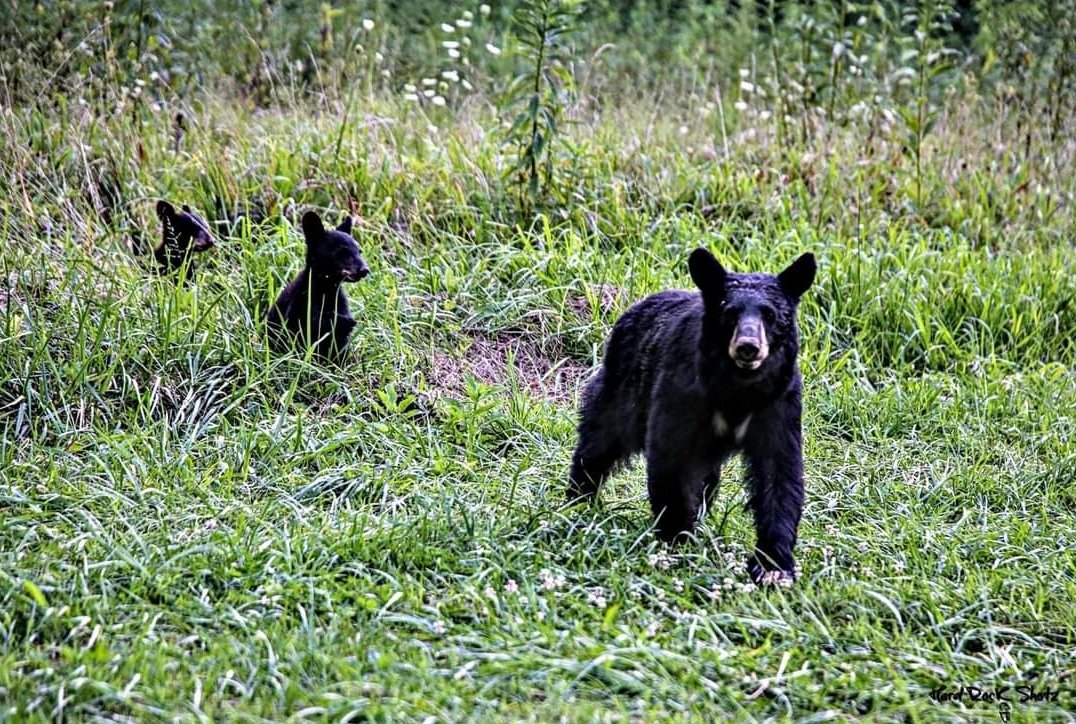 Mama Bear and Cubs @CadesCove 
#CadesCove #gsmnp #bears #blackbears #outdoors #wildlifephotography #wildlife #travel #travelphotography #EastTN
